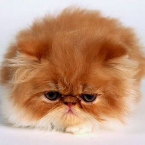 Meet your Posher, Kellster